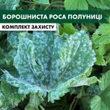 Мучнистая роса клубники - комплект защиты polunyca-borosh-rosa-1 фото