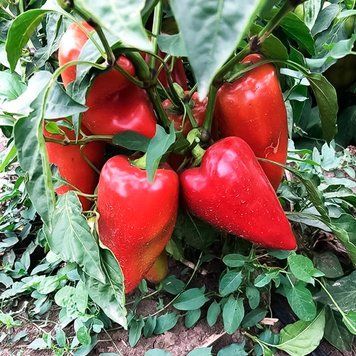 Перець Кольт F1, 500 нас., Spark Seeds, США SS-COLT-500 фото