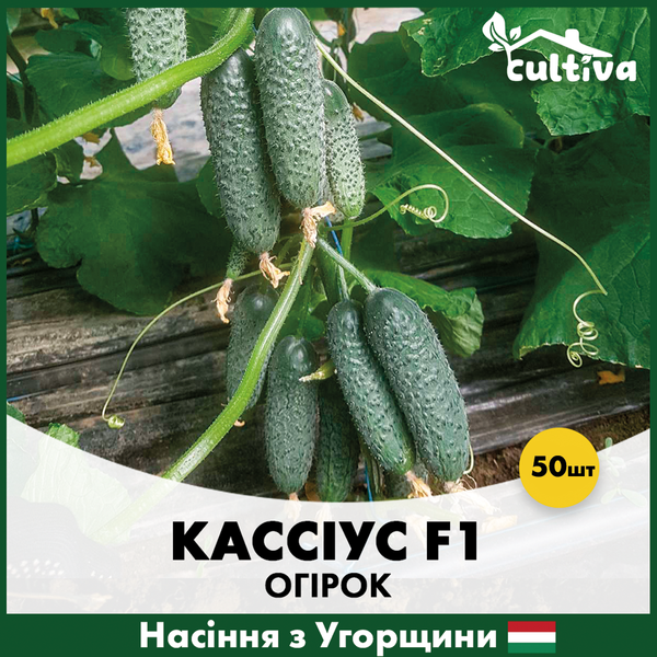 Огірок Кассіус, 50 шт ok-50 фото