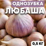 Часник озимий Любаша, однозубка, 0.5 кг, калібр 2-3 OLB-05 фото