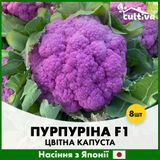 Цветная капуста Пурпурина F1, 8 шт, Японские семена R51178 фото