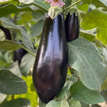 Баклажан Визир F1, 500 сем., Yuksel Seeds YS-2 фото