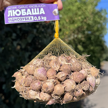 Чеснок озимый Любаша, однозубка, 0.5 кг, калибр 2-3 OLB-05 фото