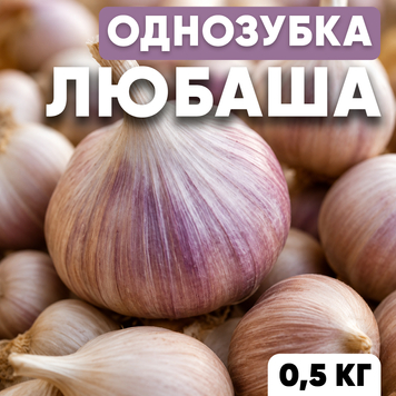 Чеснок озимый Любаша, однозубка, 0.5 кг OLB-05 фото