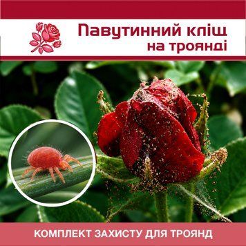 Паутинный клещ на розах &ndash; комплект защиты troy-paut-klishch-1 фото