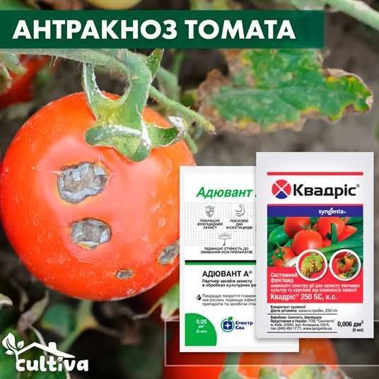 Антракноз томату – комплект захисту - Інтернет-магазин Cultiva