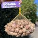 Чеснок озимый Любаша, однозубка, 0.5 кг, калибр 2-3 OLB-05 фото 1