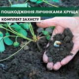 Пошкодження полуниці личинками хруща - комплект захисту polunyca-hrushch-poshkod-1 фото