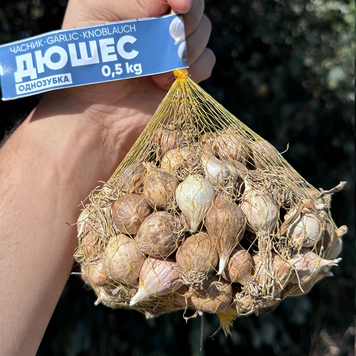 Чеснок озимый Дюшес, однозубка, 0.5 кг, калибр 2-3 OZ-D-05 фото