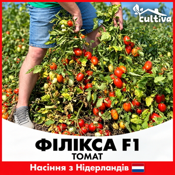Томат Филикса F1 красный, 100 сем., Rijk Zwaan, Нидерланды RZ-FILIKSA-20 фото