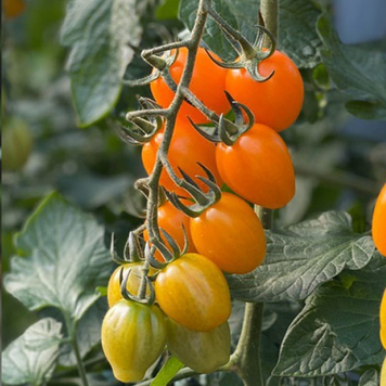 Томат індетермінантний Мода (Оранж Черрі) F1, 100 нас., Yuksel Seeds YS-53 фото