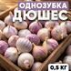 Часник озимий Дюшес, однозубка, 0.5 кг, калібр 2-3 OZ-D-05 фото 2