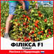 Томат Филикса F1 красный, 100 сем., Rijk Zwaan, Нидерланды RZ-FILIKSA-20 фото 1