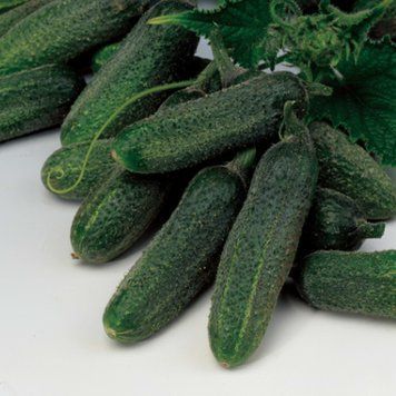 Огірок бджолозапильний Октопус F1, 500 нас., Syngenta SYN-24588 фото