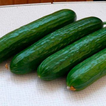 Семена Огурца Пис F1, 1000 шт, Spark Seeds, США R53205 фото