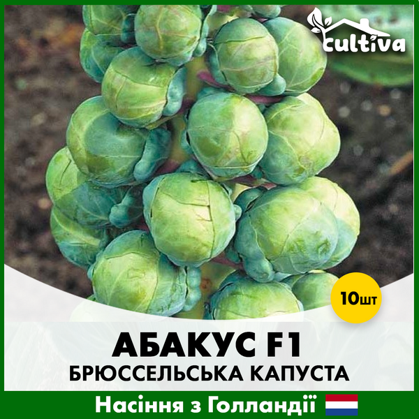 Брюссельская капуста Абакус F1, 10 шт, Голландские семена 00158 фото