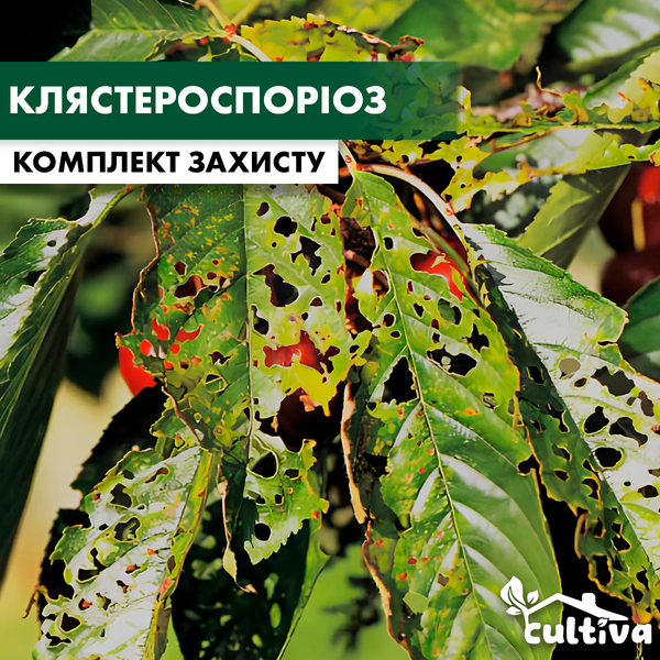 Клястероспориоз черешни – комплект защиты cheresh-klaster-sporioz-1 фото