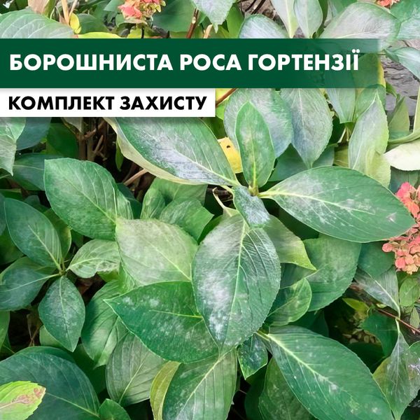 Мучнистая роса гортензии – комплект защиты. dekor-bor-rosa-1 фото