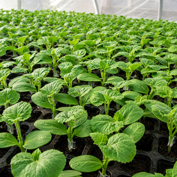 Підщепа РУТПАУЕР F1, 1 000 нас, Sakata, Японія SAK-ROOTPOWER-1T фото