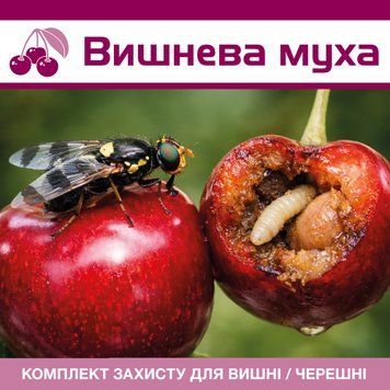 Вишневая муха на черешне - комплект защиты cheresh-muha-1 фото