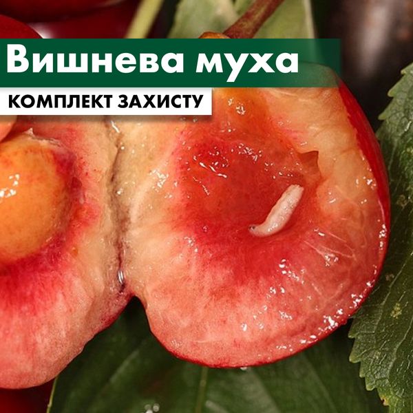 Вишневая муха на черешне - комплект защиты cheresh-muha-1 фото