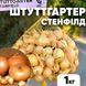 Цибуля сіянка Штуттгартер Стенфілд, 1 кг, Broer, Нідерланди SSH1S1 фото 1