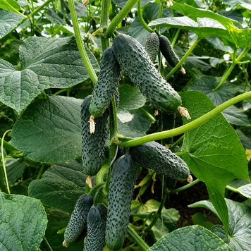 Огірок Грандор F1, 100 нас., Yuksel Seeds, Туреччина R51359 фото