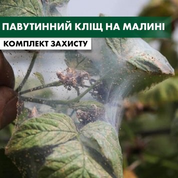 Павутинний кліщ малини - комплект захисту malyna-pavut-klishch-1 фото