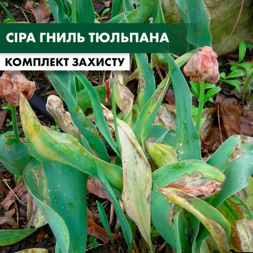 Сіра гниль тюльпана - комплект захисту dekor-gnil-tulpan-1 фото