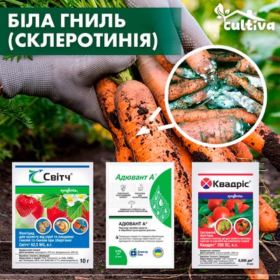 Склеротинія моркви (біла гниль) - комплект захисту morkv-slerot-1 фото