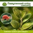 Паутинный клещ на самшите &ndash; комплект защиты sams-klishch-1 фото