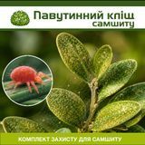 Паутинный клещ на самшите &ndash; комплект защиты sams-klishch-1 фото