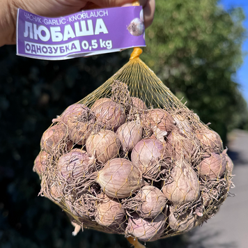 Часник озимий Любаша, однозубка, 0.5 кг, калібр 3+ OLB-053 фото
