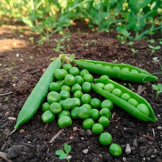 Купити профупаковка Горох Кінгсайз, 2 500 нас., Spark Seeds, США в