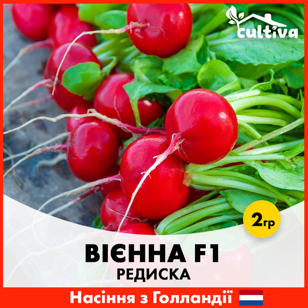 Редиска Вієнна F1, 2 гр 423 фото