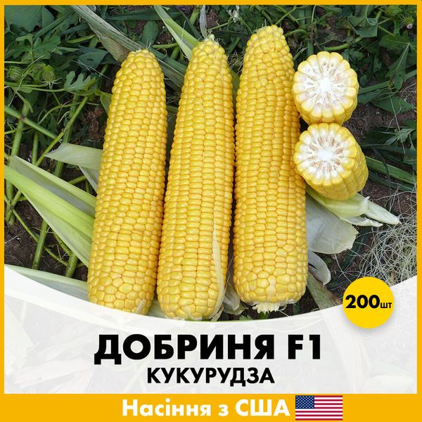 Цукрова кукурудза Добриня F1, 200 шт, Насіння з США lks-200-k фото