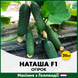 Огірок Наташа F1, 20 шт, Голландське насіння 00166 фото 2