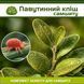 Паутинный клещ на самшите &ndash; комплект защиты sams-klishch-1 фото 1