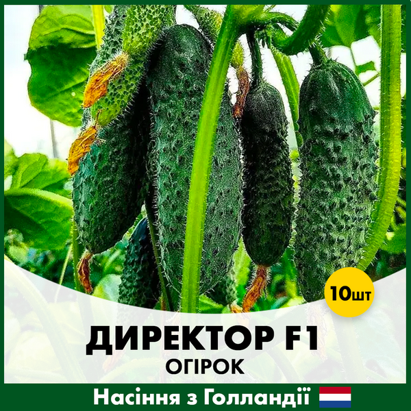 Огурец Директор F1, 10 шт, Голландские семена 00167 фото