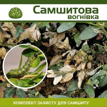 Самшитовая огневка - комплект защиты sams-vognivka-1 фото
