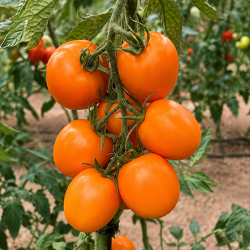 Томат Еліпсо Оранж F1, 100 нас., Leda Agro, Туреччина R51363 фото