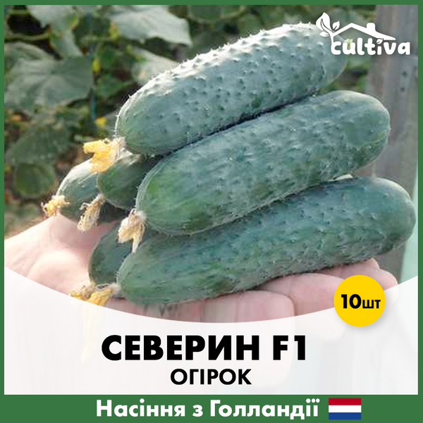 Огурец Северин F1 10 шт. (Голландские семена) O13 фото