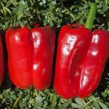 Перець солодкий Рікардо F1, 1 000 нас., Nunhems NUN0062-1000N фото