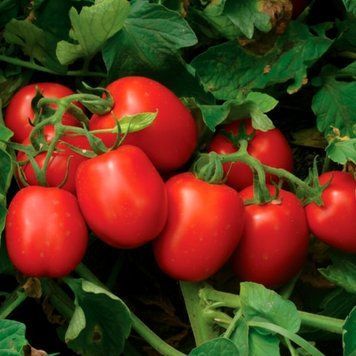 Томат 1015 F1, 500 сем., Spark Seeds, США SS-1015-500 фото