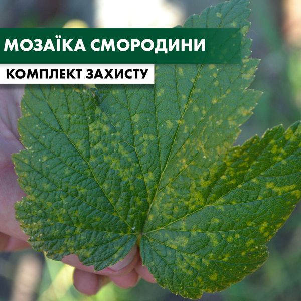 Мозаика смородины - комплект защиты smorod-mozaika-1 фото