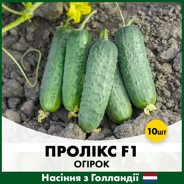 Огурец Проликс F1, 10 шт, Голландские семена 00169 фото