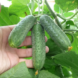 Огірок партенокарпічний 152-175 F1, 500 нас., Yuksel Seeds YS-13 фото