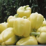 Перець солодкий Блонді F1, 500 нас., Syngenta SYN-24597 фото