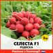 Редис Селеста F1, 2 гр (Голландське насіння) R2 фото 1