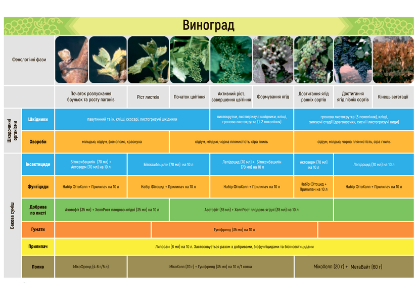 БІО-набір для вирощування винограду від А до Я, Жива Земля nabir-vinograd фото